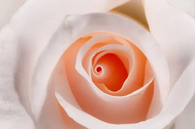 The Abbey Garden Valsaintes