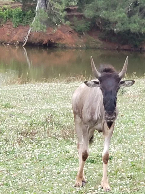 Lake Hartwell Wildlife Safari