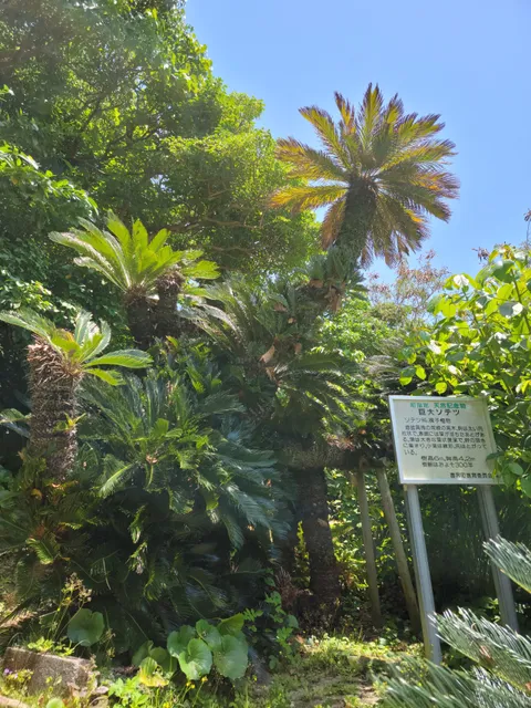 Kadon Gigantic Sago Palm Tree