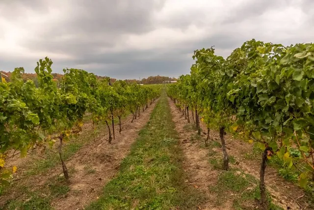 Fielding Estate Winery