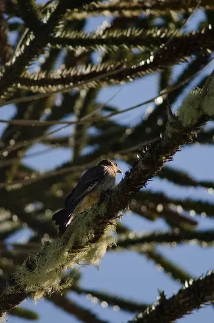 Fazenda Histórica Capão Alto
