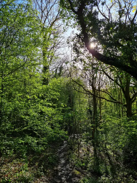 Bingham Park and Whiteley Woods