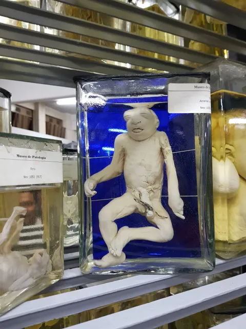 Museum of Pathology at the University of Buenos Aire