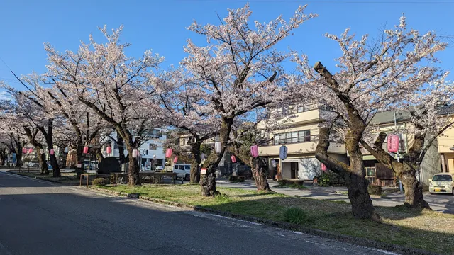 Omiya-dori Sakura Park Way