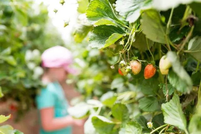 אגרונן - קטיף עצמי