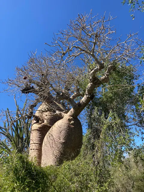 Le Village des Tortues