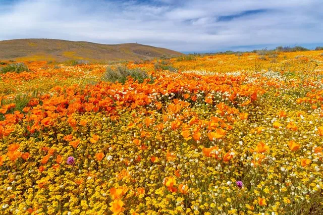Antelope Valley California Poppy Reserve
