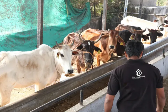 Pure Ever Dairy Farm Udaipur