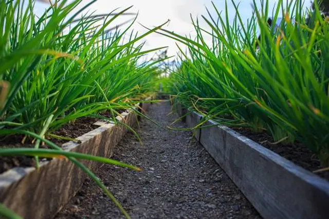 Drimnagh Medieval Castle and Gardens