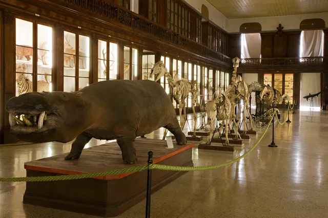 Zoological Museum of Naples