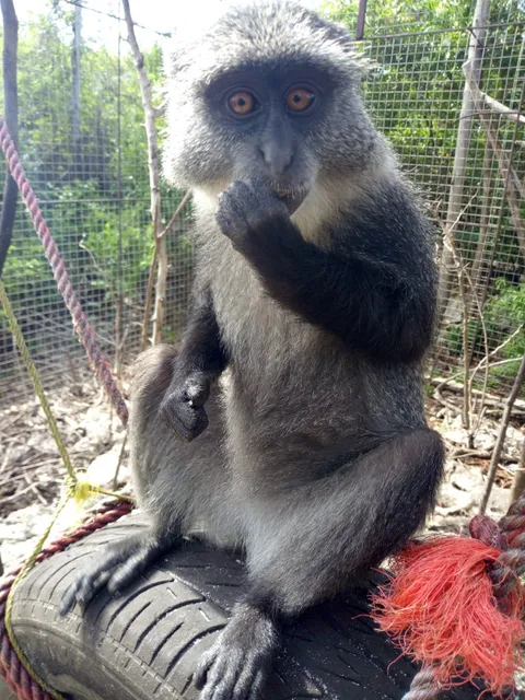 zanzibar kilosas conservation