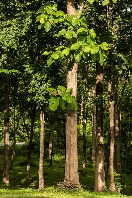 Barock- und Schlosspark Großharthau