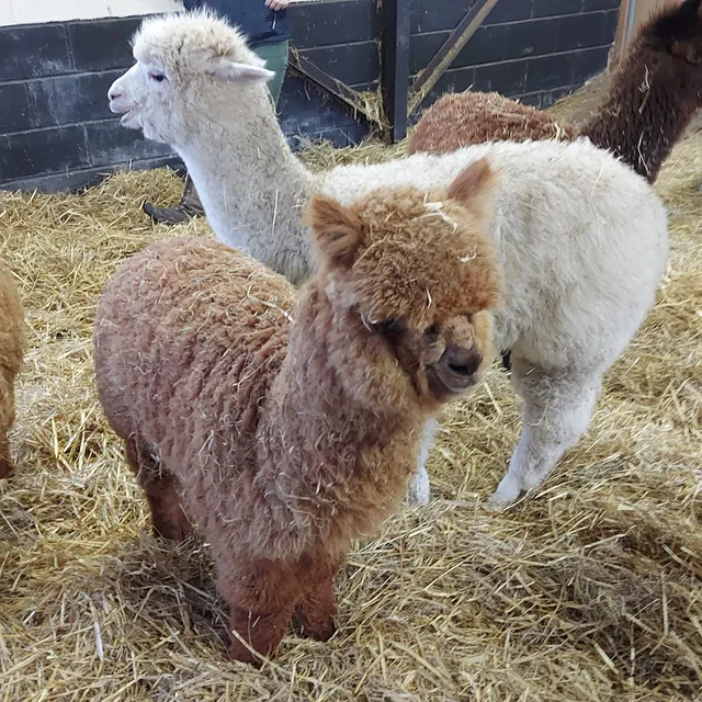 Poppywood Alpacas