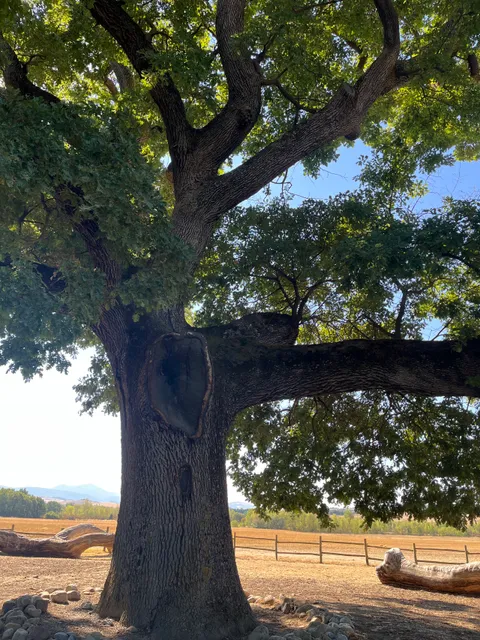 Quercia delle Checche