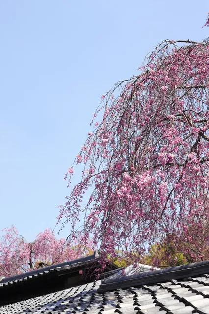 Gion Weeping Cherry Tree