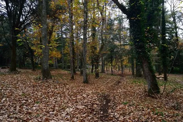 Foresta di Fiorentini