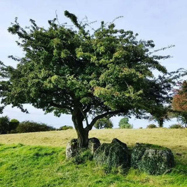 The Hill of Uisneach