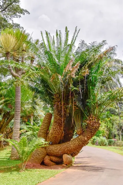 Nong Nooch Dinosaur Valley