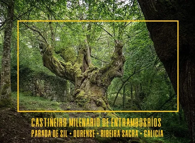 Castaño Milenario de Entrambosríos/Trambolosríos - RIBEIRA SACRA