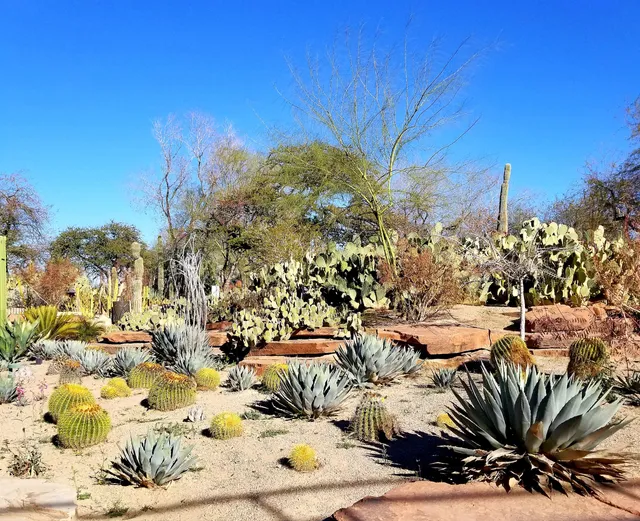 Ethel M Botanical Cactus Garden