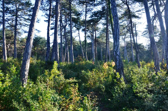 İncivez Çamlığı Tabiat Parkı