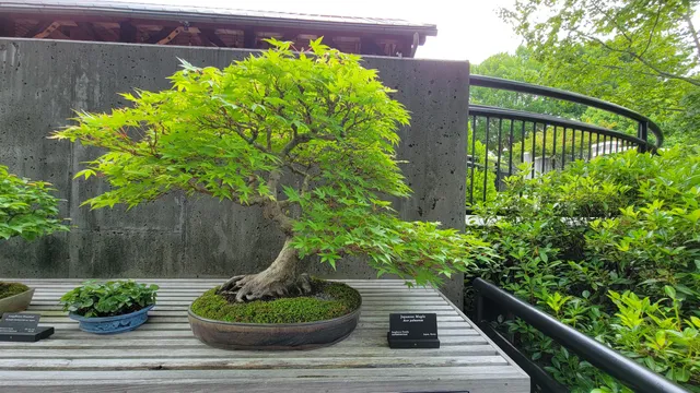 Bonsai Exhibition Garden