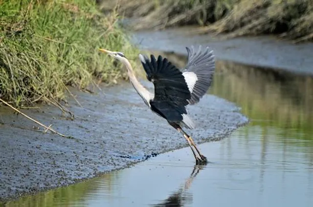 Mispillion River Brewing