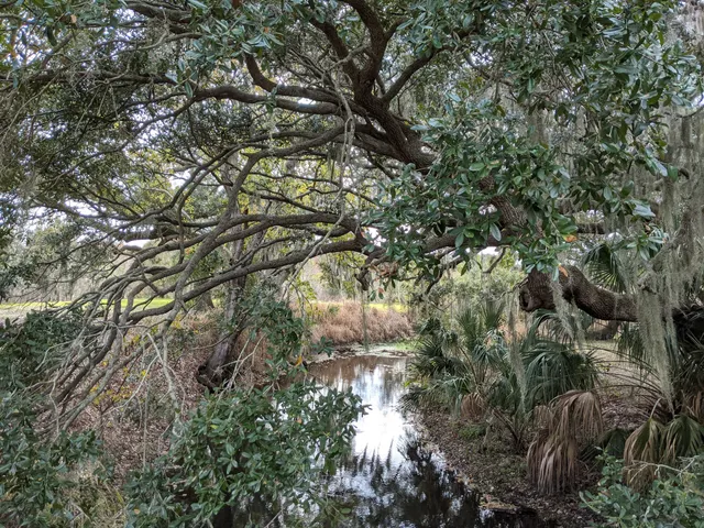 Alligator Kapok Park