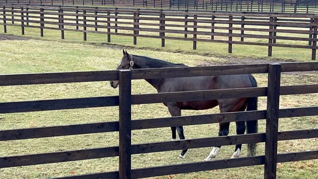 Shadai Stallion Station