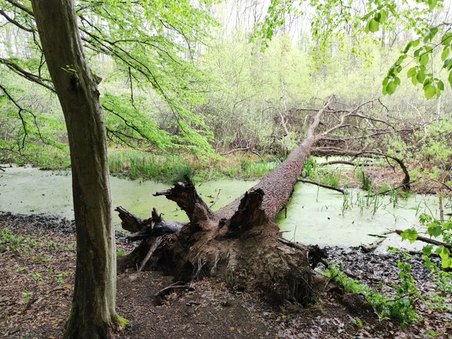 Siroki Nyírjes-Tó Protected Area