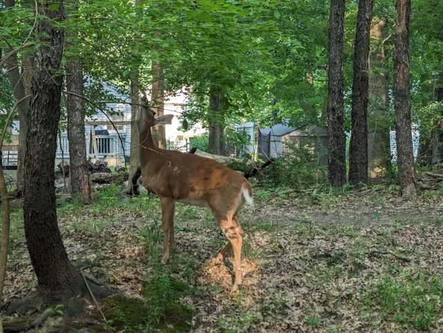 Kopf Family Reservation