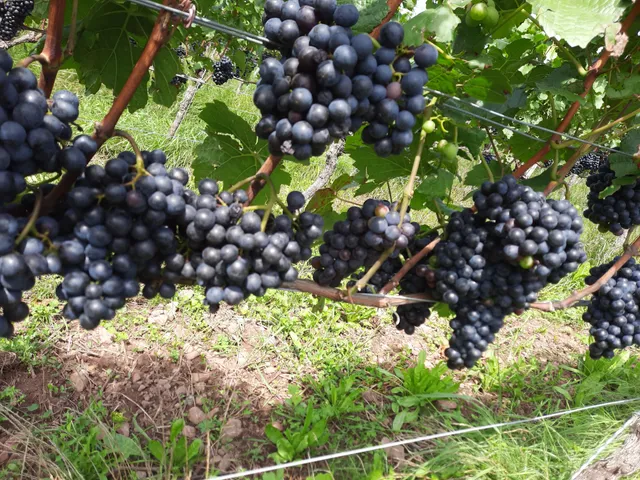 Fränkischer Rotwein Wanderweg