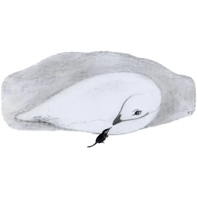 Kieppi, Kokkola Museum of Natural History