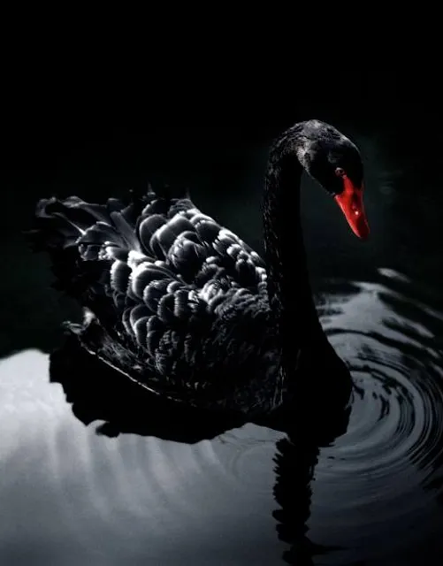 Black Swan Arts