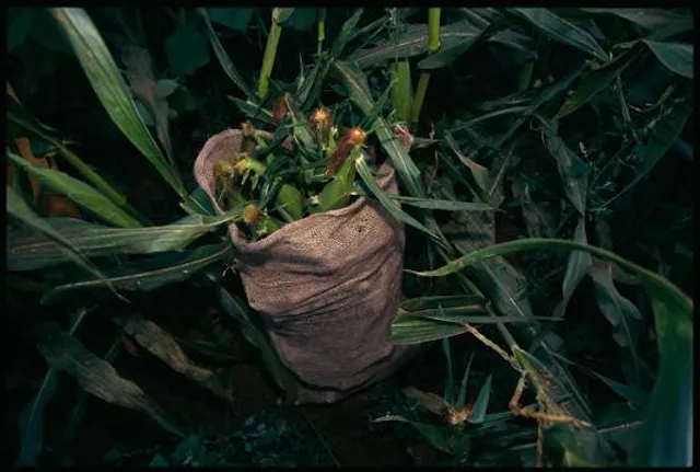 Donaldson Farms Farm Market