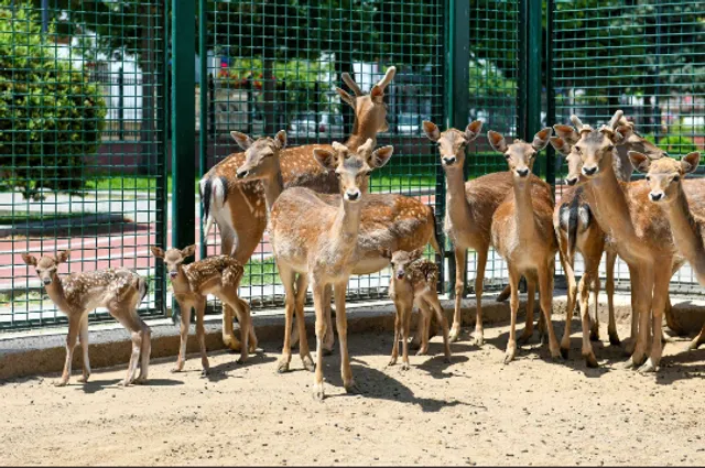Sincan Hayvanat Bahçesi