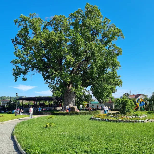 Tyul'panovoye Derevo