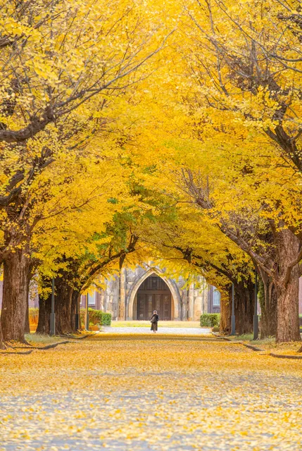 Ginkgo Trees, Hongo Campus, University of Tokyo