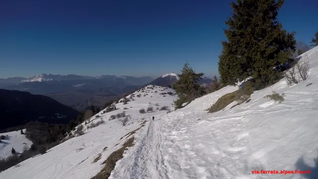 Les Signarauxde David la caille