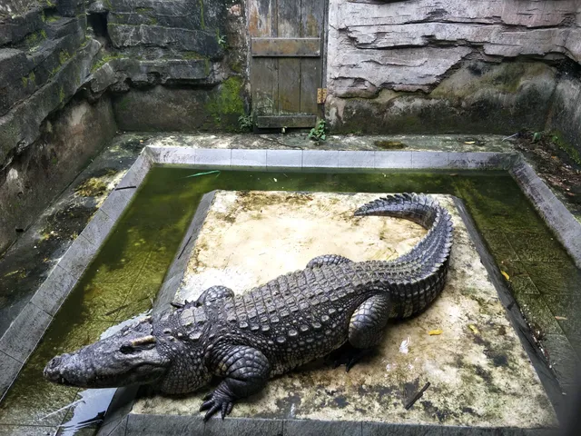 Barnacles Crocodile Farm