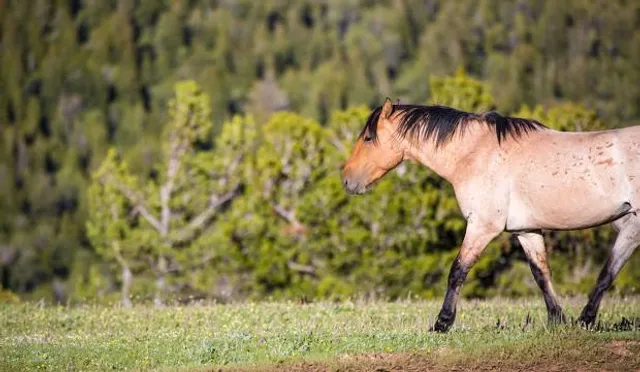 Pryor Mountain Wild Mustang Center