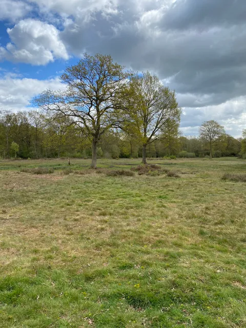 National Trust - Danbury Commons and Blakes Wood
