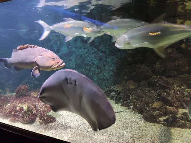 Aquarium - Museo del Mar Santa Pola