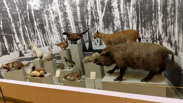 Vol'skiy Krayevedcheskiy Muzey. Otdel Prirody