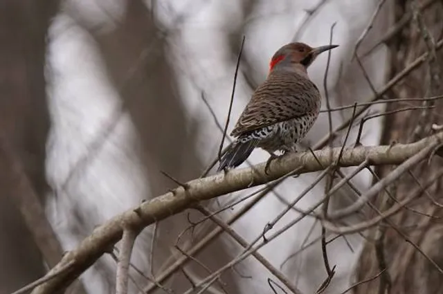 Clarks River National Wildlife Refuge Admin Building and Visitor Contact Station