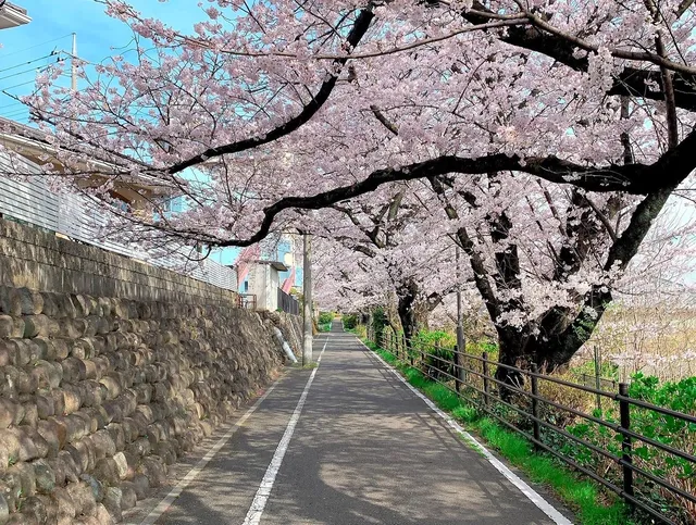 Tone River Cycling Road