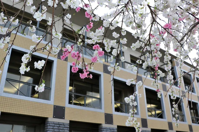 Atomi University Kakei Memorial Museum