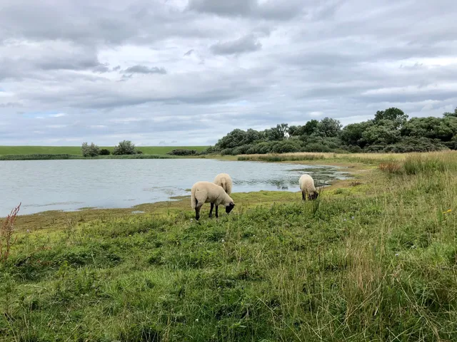 Vogelkijkhut Inlaag Keihoogte Wissekerke