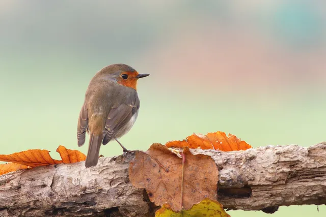 Visitor Center avimundus