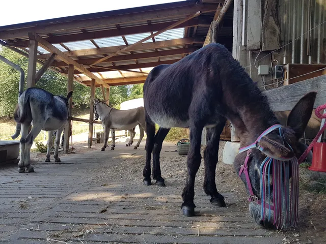 Hof Jerusalem - Wandern mit Großeseln in den Hüttener Bergen